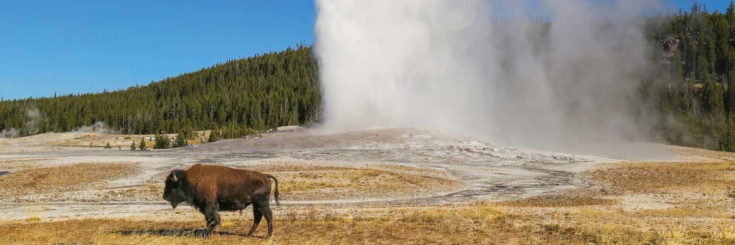 Gray Wolf & Hotel West Yellowstone