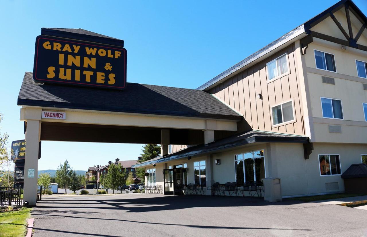 Gray Wolf & West Yellowstone