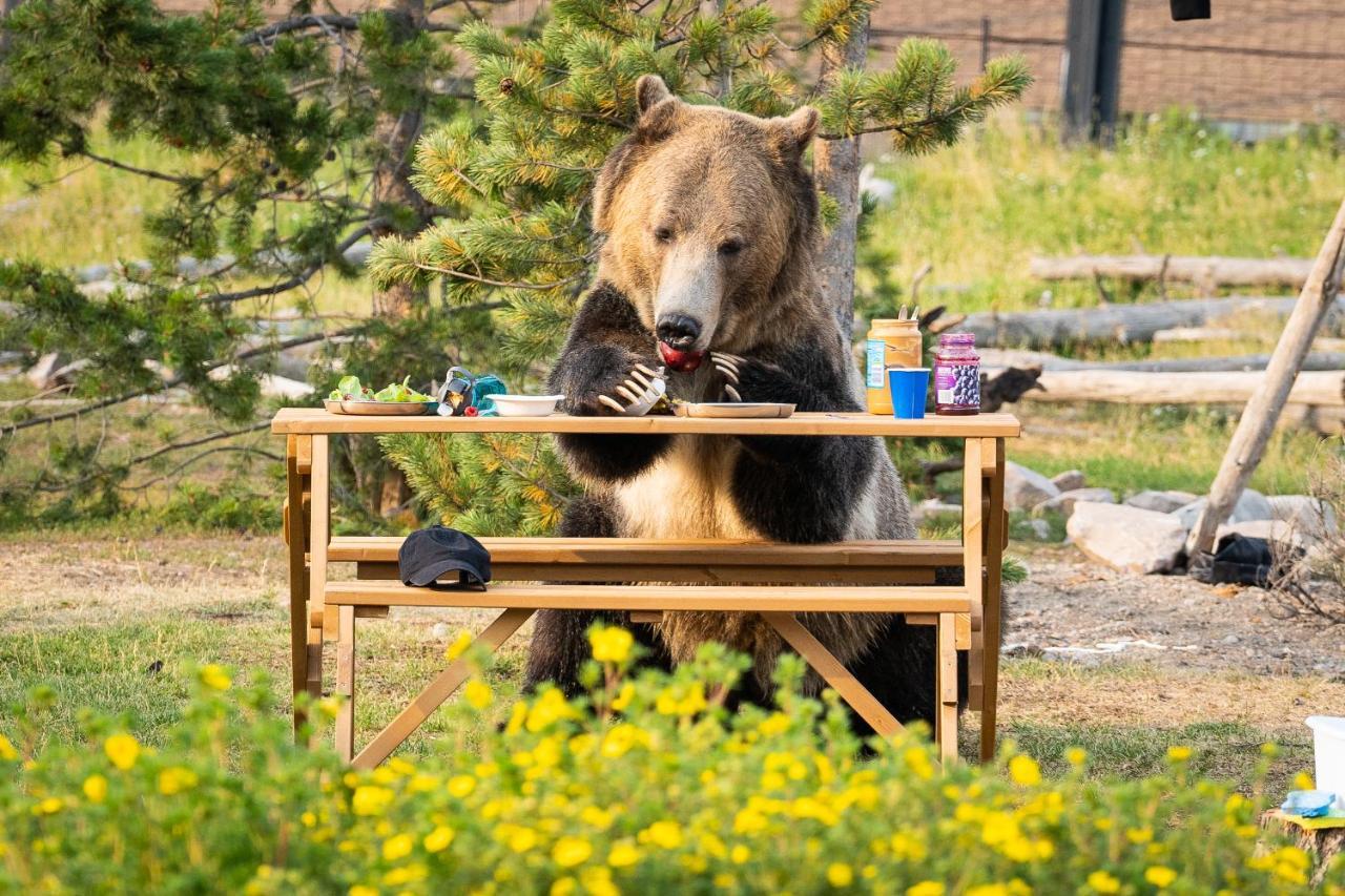 Holiday home Baby Bear Cabin