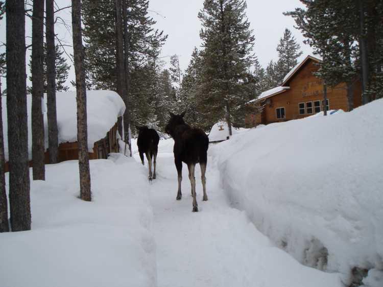 Bed & Breakfast West Yellowstone Bed And Breakfast 3*