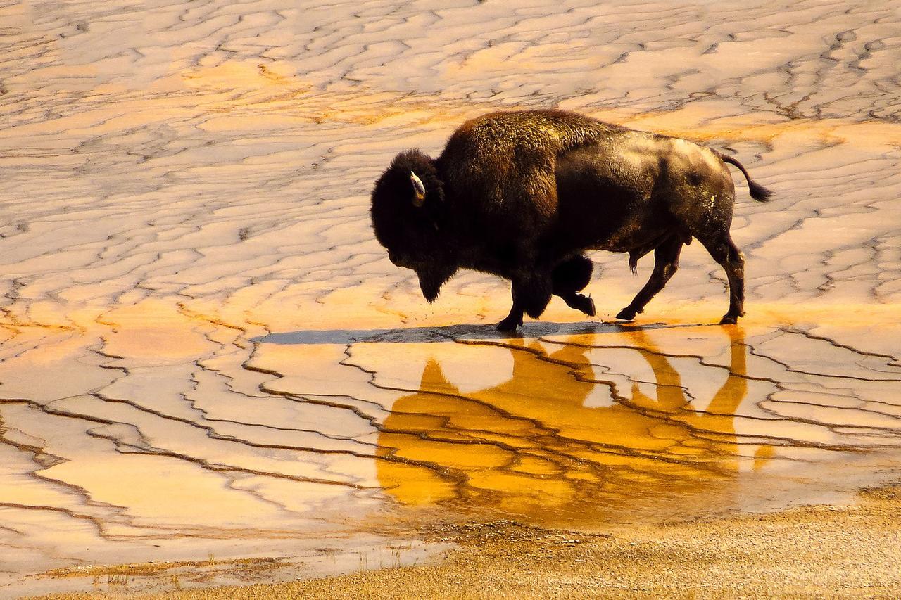 1872 - Adults Exclusive 3* West Yellowstone