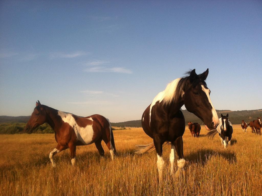 Lodge Bar N Ranch *